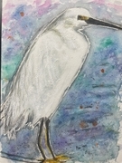 Beautiful Egret