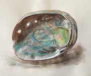 Abalone