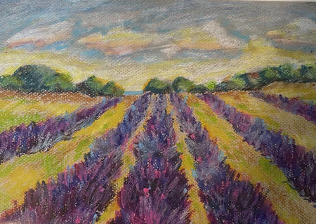 Lavender Field