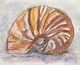 Sandy Shell