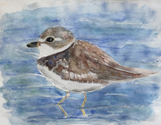 Snowy Plover