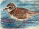 Snowy Plover 2